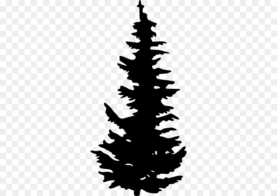Detail Pohon Pinus Vektor Nomer 3