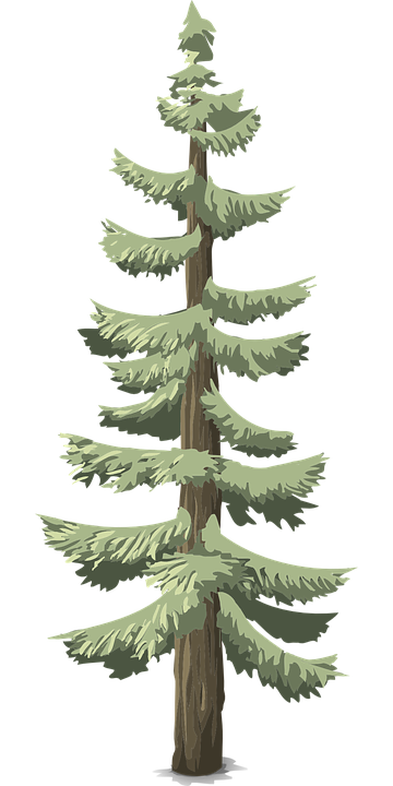 Detail Pohon Pinus Vektor Nomer 30