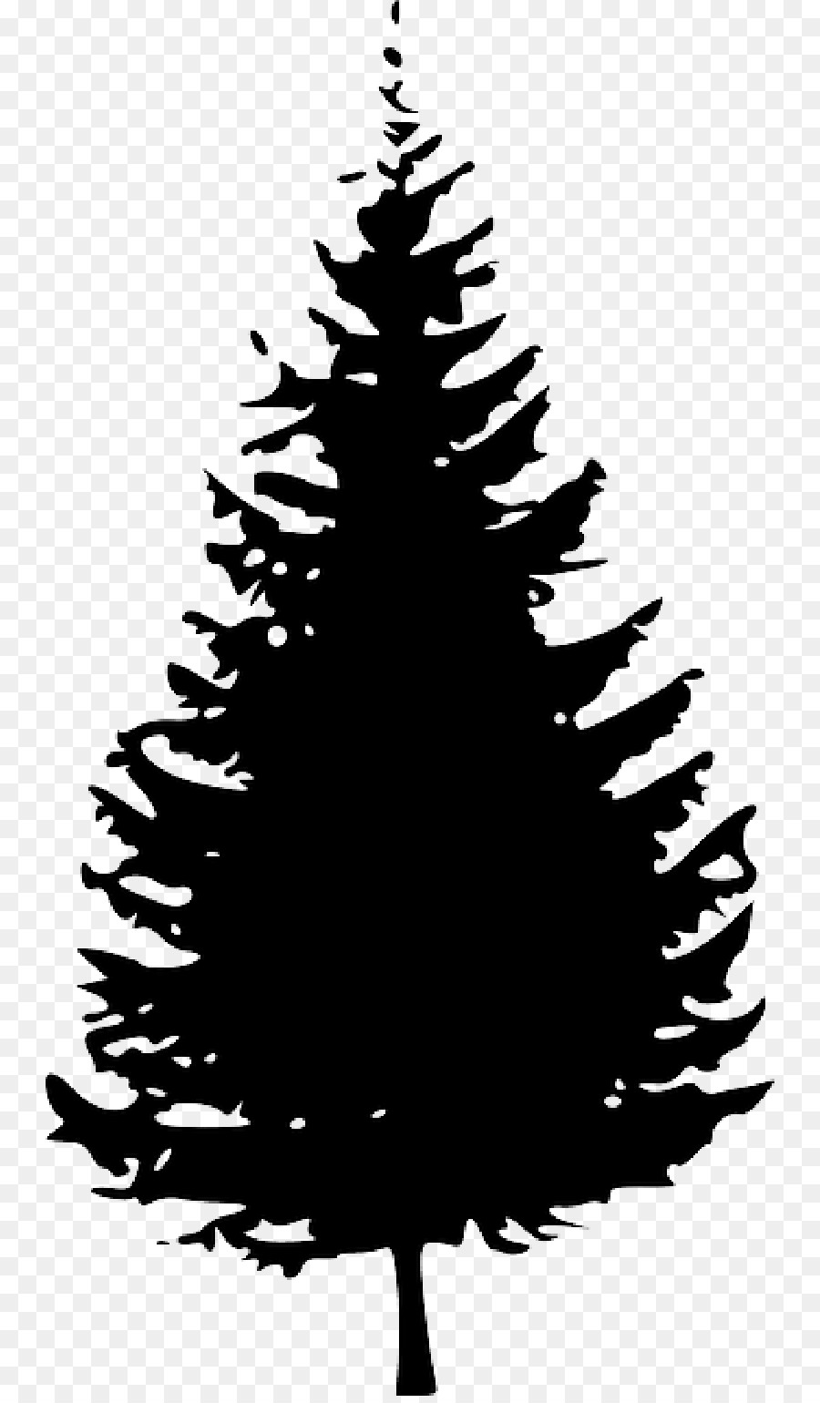 Detail Pohon Pinus Vektor Nomer 6