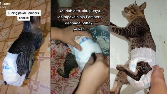 Popok Untuk Kucing - KibrisPDR