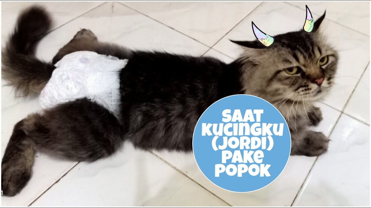 Detail Popok Untuk Kucing Nomer 2