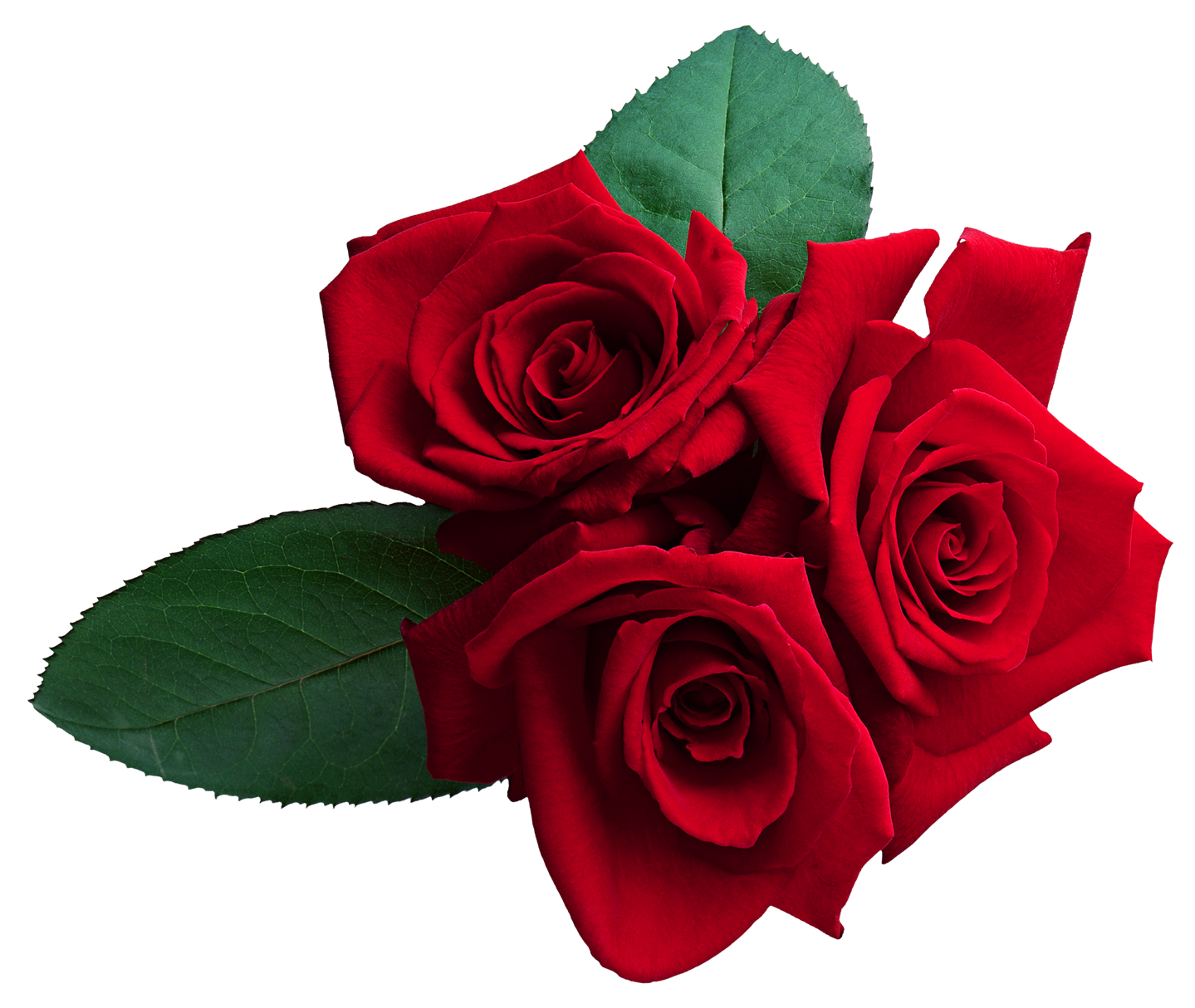 Detail Rosa Wallpaper Nomer 4