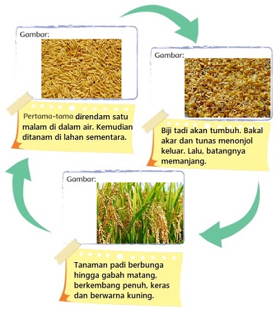 Proses Pertumbuhan Padi Beserta Gambar - KibrisPDR