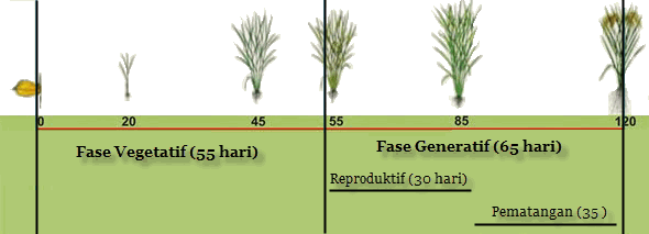 Detail Proses Pertumbuhan Padi Beserta Gambar Nomer 9