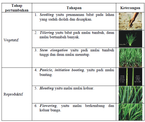 Detail Proses Pertumbuhan Padi Beserta Gambar Nomer 13