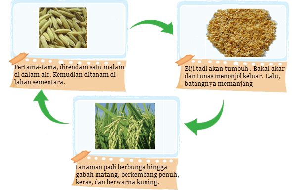 Detail Proses Pertumbuhan Padi Beserta Gambar Nomer 2