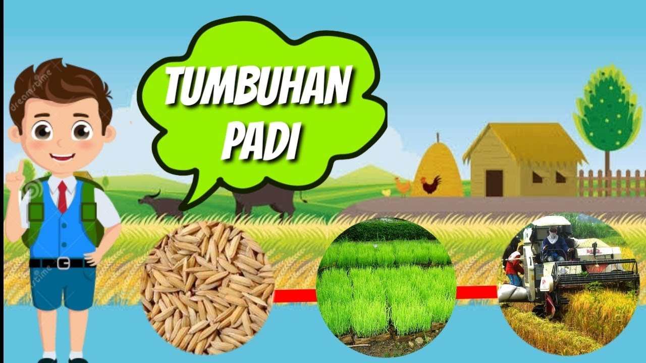 Detail Proses Pertumbuhan Padi Beserta Gambar Nomer 40