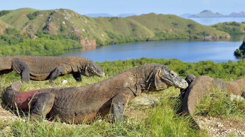 Detail Pulau Komodo Hd Nomer 18