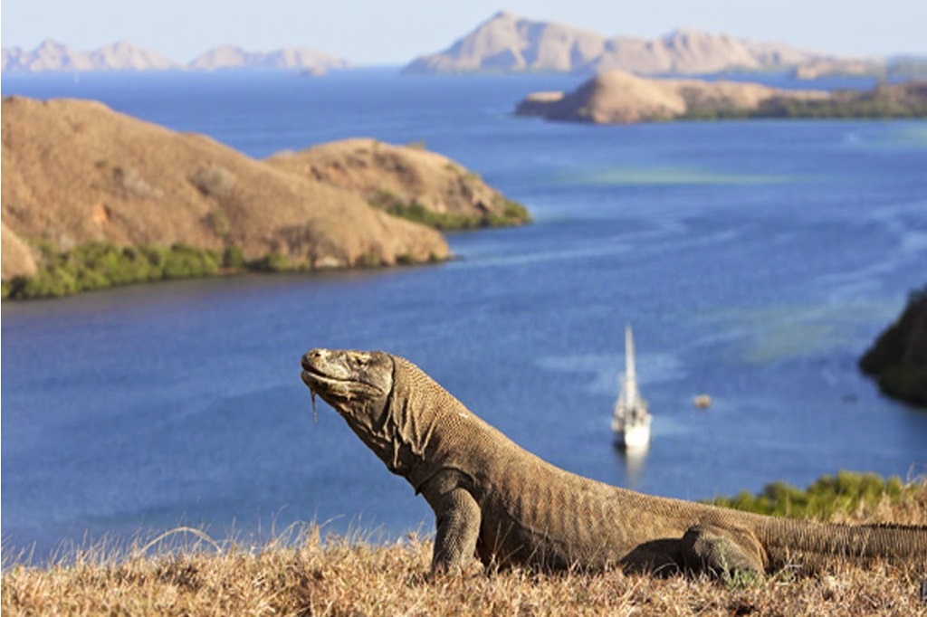 Detail Pulau Komodo Hd Nomer 35