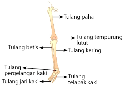 Detail Rangka Kaki Manusia Nomer 3