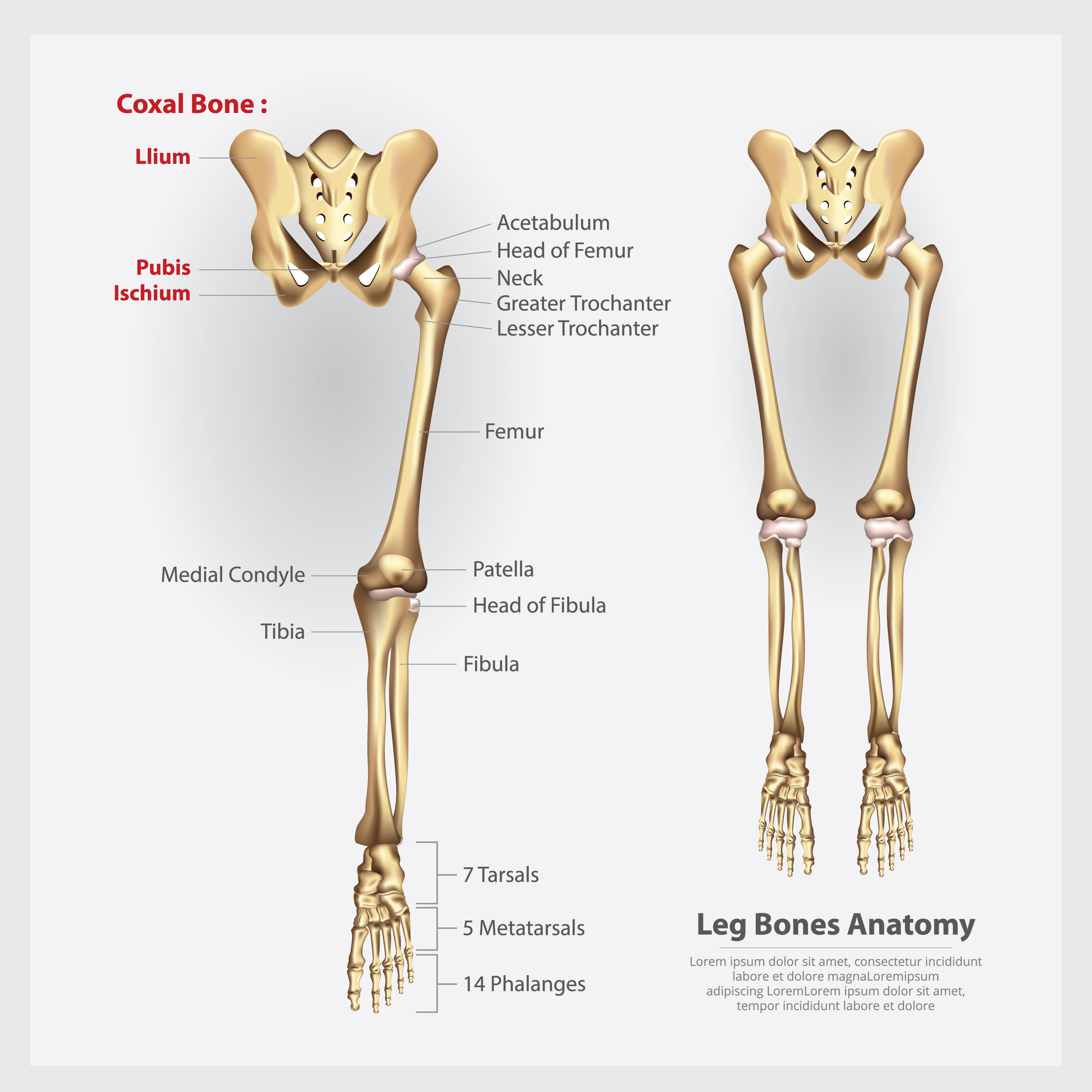 Detail Rangka Kaki Manusia Nomer 17