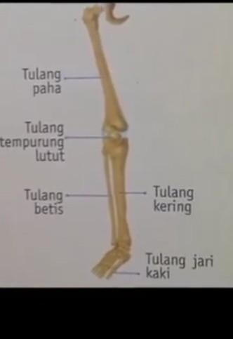 Detail Rangka Kaki Manusia Nomer 20