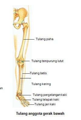 Detail Rangka Kaki Manusia Nomer 22