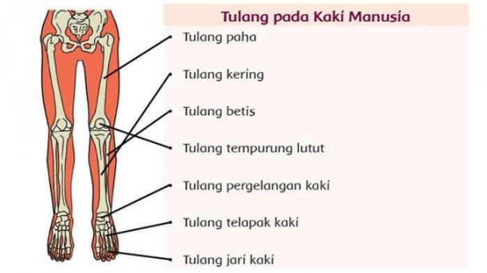 Detail Rangka Kaki Manusia Nomer 4