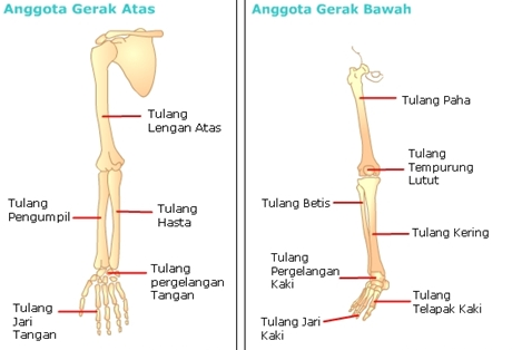 Detail Rangka Kaki Manusia Nomer 40