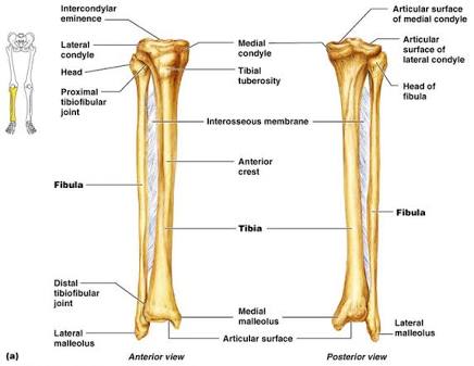 Detail Rangka Kaki Manusia Nomer 46