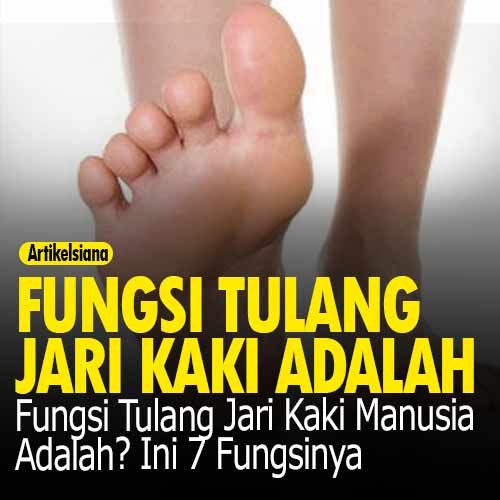 Detail Rangka Kaki Manusia Nomer 47