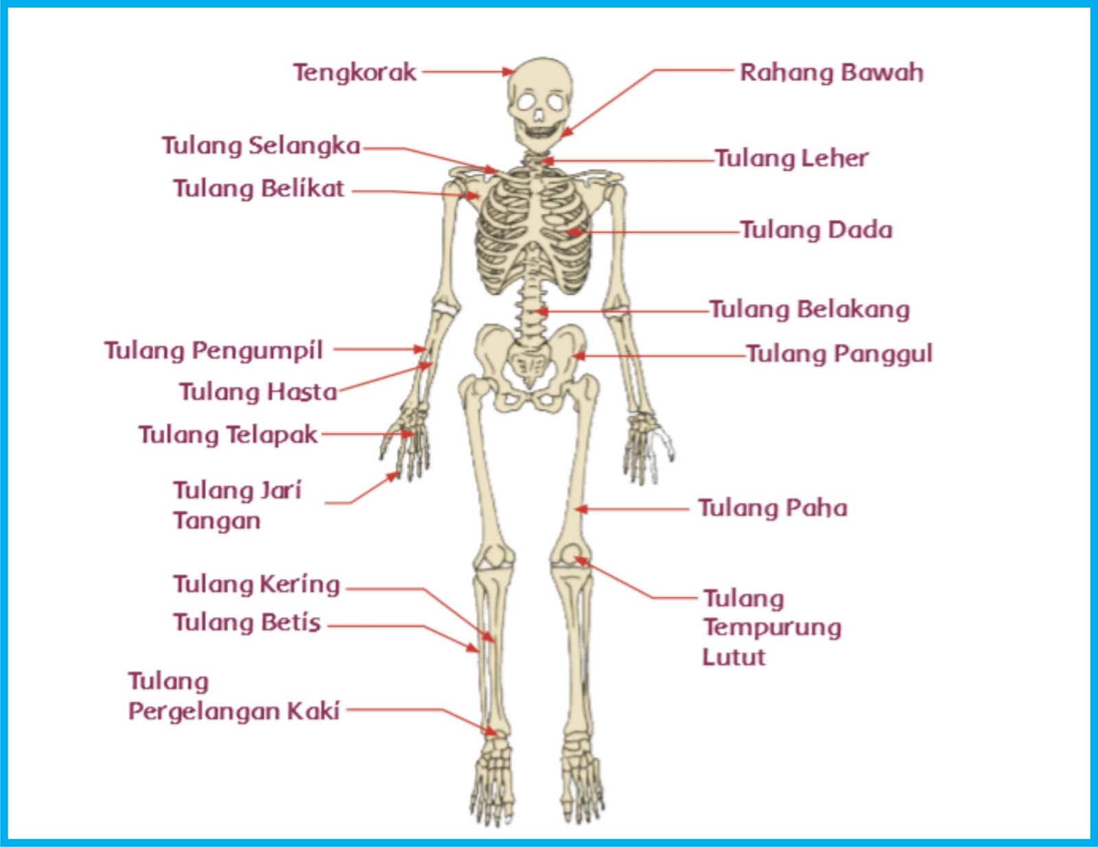 Detail Rangka Tangan Manusia Nomer 19