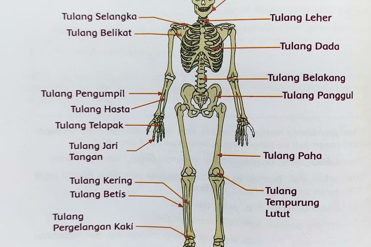 Detail Rangka Tangan Manusia Nomer 22