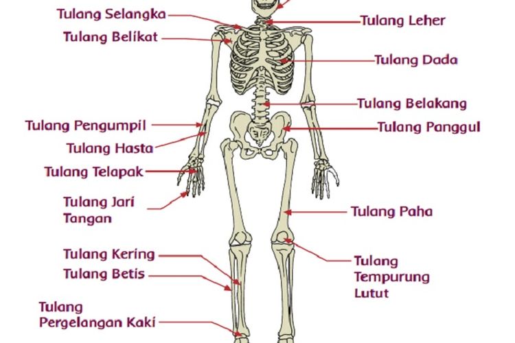 Detail Rangka Tangan Manusia Nomer 33