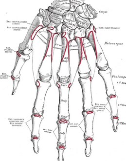 Detail Rangka Tangan Manusia Nomer 48