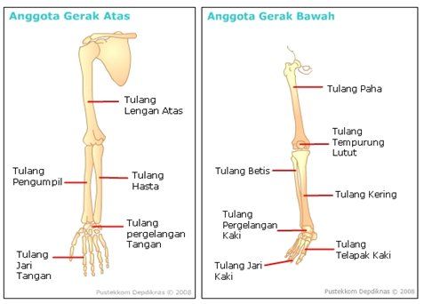 Detail Rangka Tangan Manusia Nomer 6