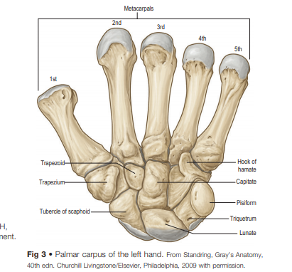 Detail Rangka Tangan Manusia Nomer 54