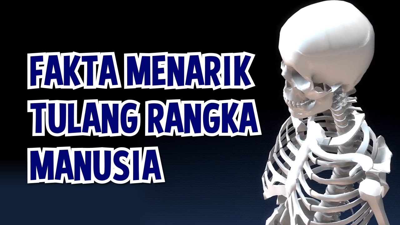 Detail Rangka Tengkorak Manusia Nomer 30