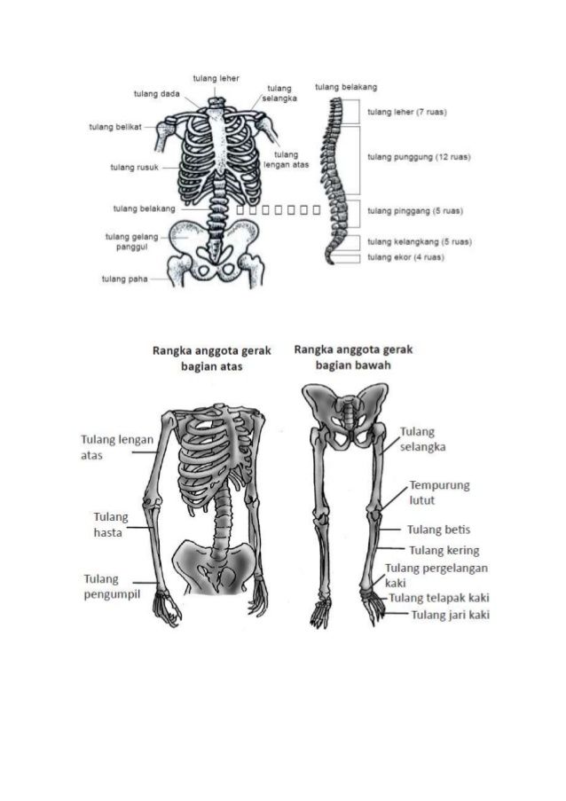 Detail Rangka Tengkorak Manusia Nomer 42