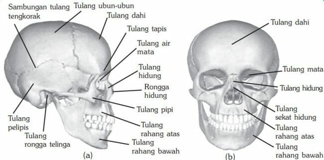 Detail Rangka Tengkorak Manusia Nomer 6