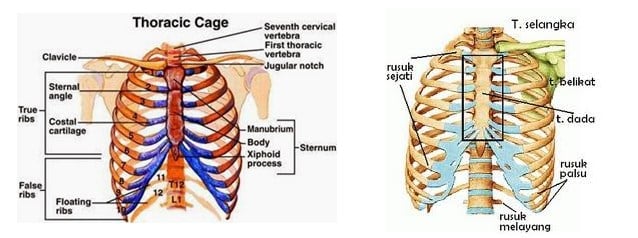 Detail Rangka Tubuh Manusia Beserta Keterangannya Nomer 55