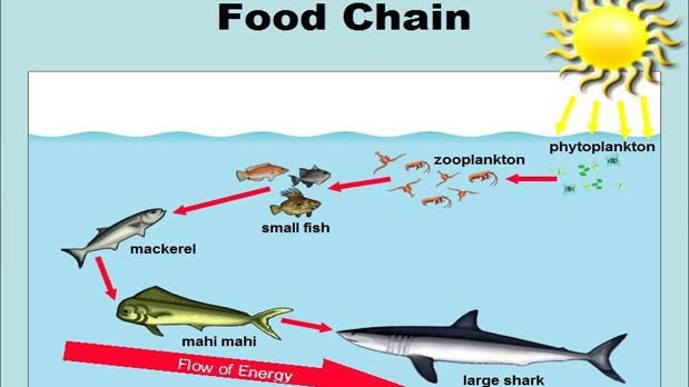 Detail Rantai Makanan Gambar Dan Penjelasannya Nomer 33