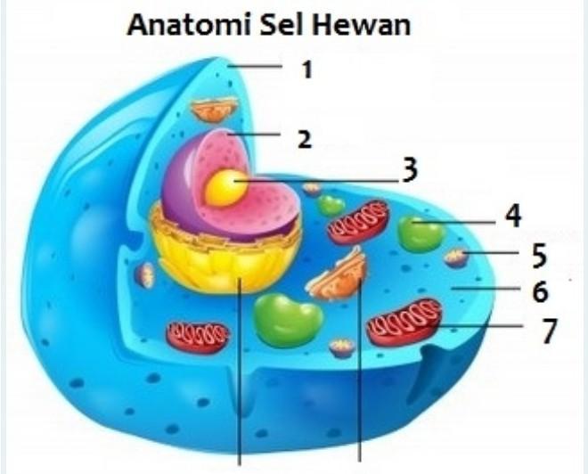 Detail Respirasi Sel Adalah Nomer 12