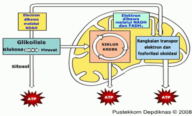 Detail Respirasi Sel Adalah Nomer 2