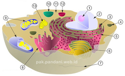 Detail Respirasi Sel Adalah Nomer 24