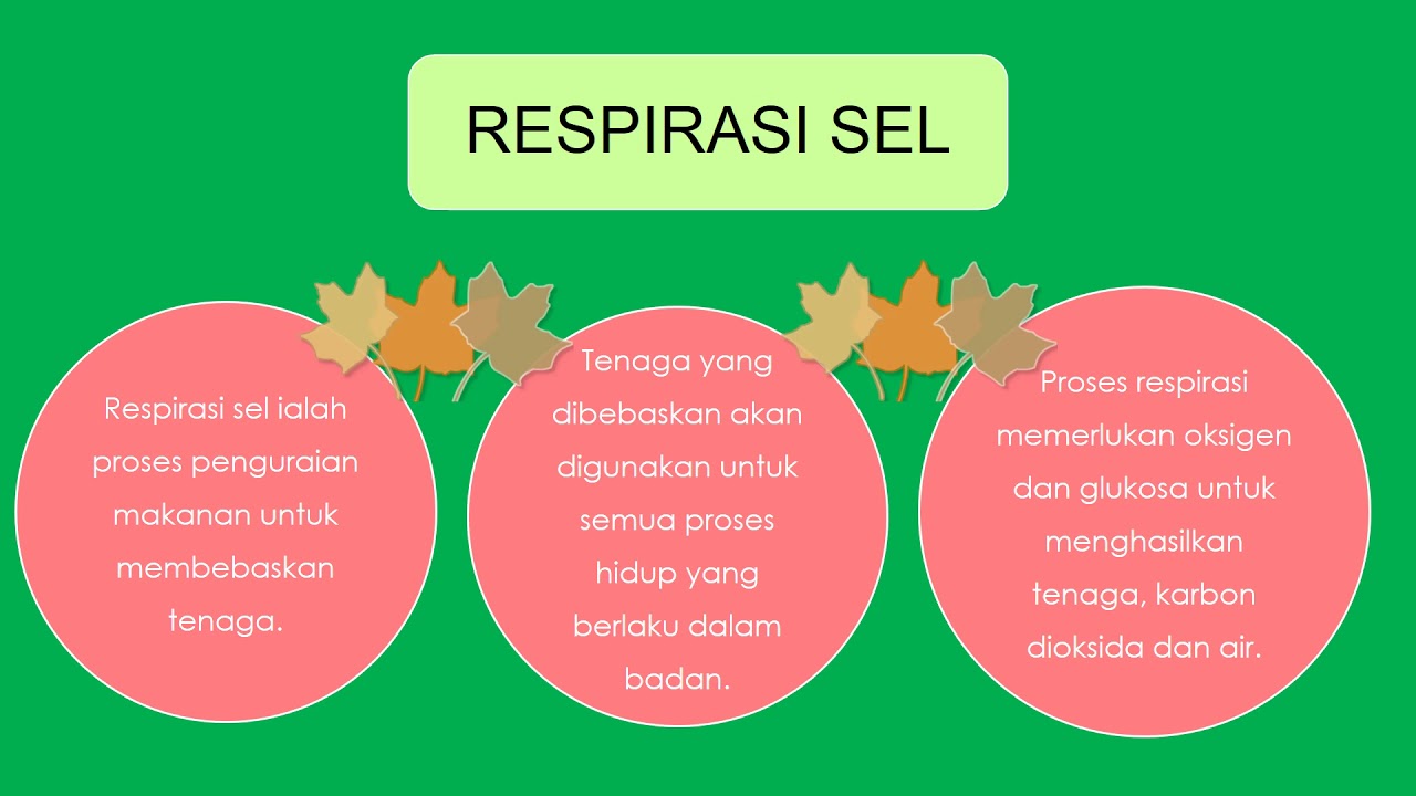 Detail Respirasi Sel Adalah Nomer 37