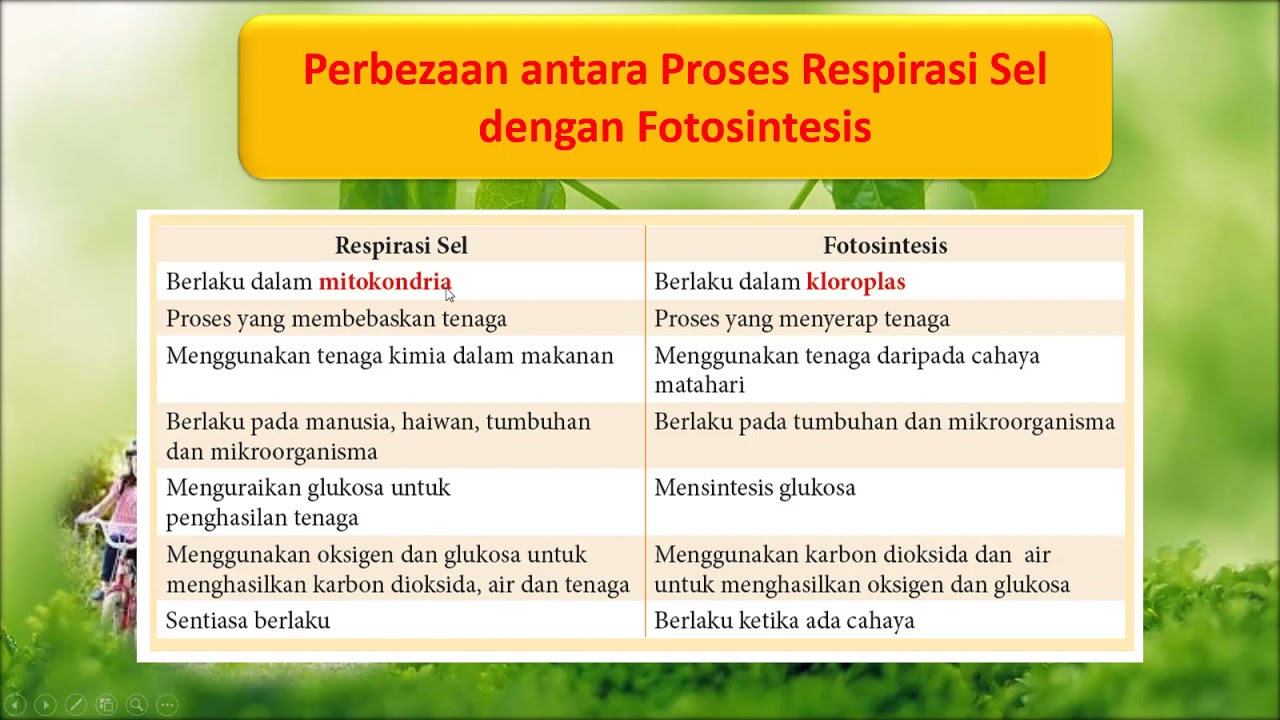 Detail Respirasi Sel Adalah Nomer 43