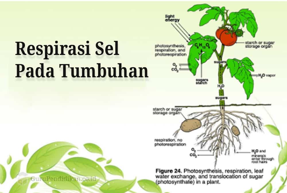 Detail Respirasi Sel Adalah Nomer 50