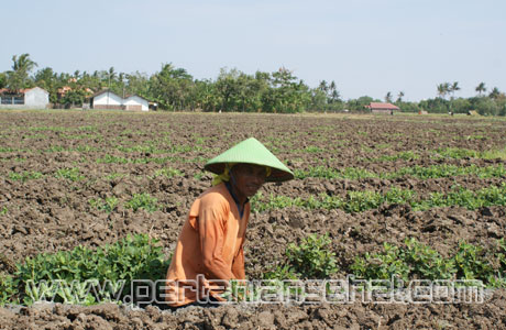 Detail Rotasi Tanaman Adalah Nomer 13