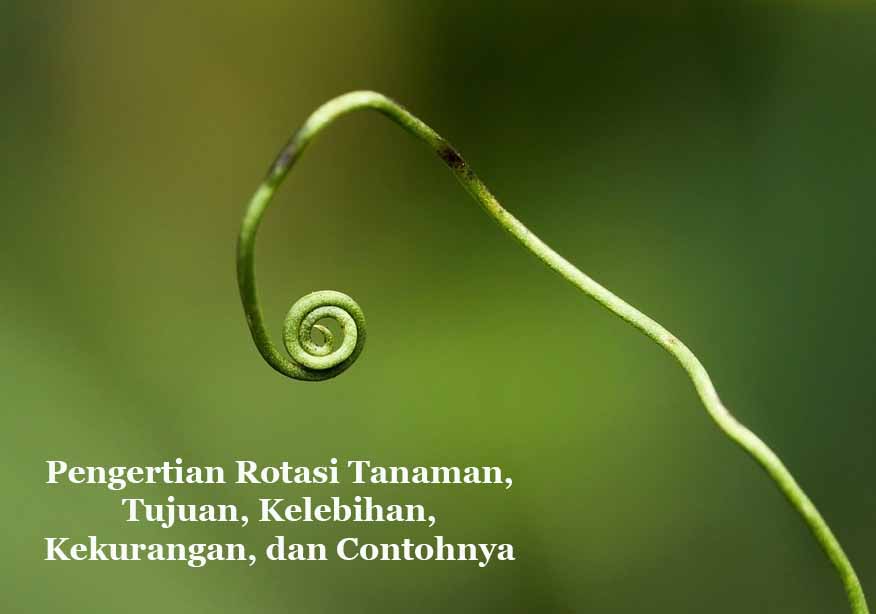 Detail Rotasi Tanaman Adalah Nomer 19