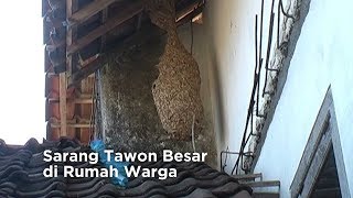 Detail Rumah Banyak Sarang Tawon Pertanda Apa Nomer 20