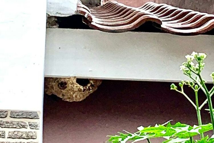 Detail Rumah Banyak Sarang Tawon Pertanda Apa Nomer 22