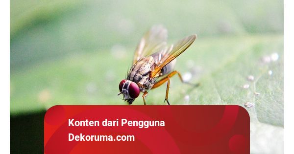 Detail Rumah Kedatangan Banyak Lalat Pertanda Apa Nomer 29