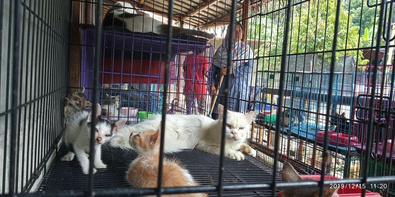 Detail Rumah Kucing Antapani Bandung Nomer 14