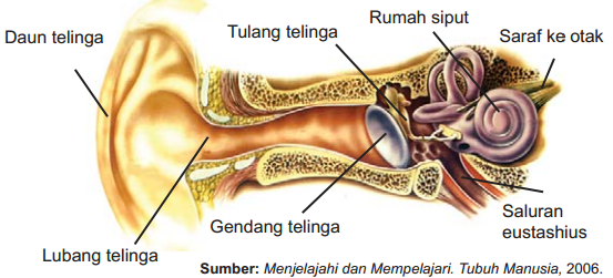 Detail Rumah Siput Terdapat Pada Telinga Bagian Nomer 10