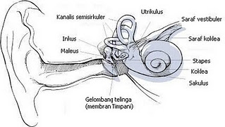 Detail Rumah Siput Terdapat Pada Telinga Bagian Nomer 22