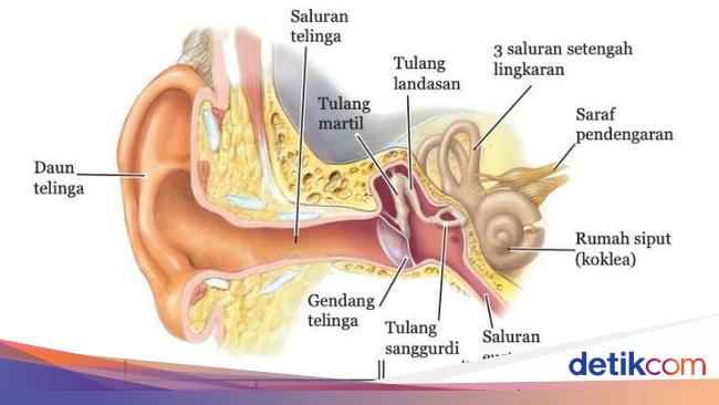 Detail Rumah Siput Terdapat Pada Telinga Bagian Nomer 4