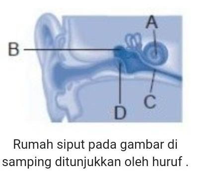 Detail Rumah Siput Terdapat Pada Telinga Bagian Nomer 41