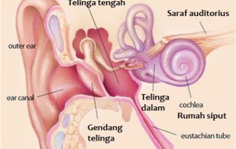 Detail Rumah Siput Terdapat Pada Telinga Bagian Nomer 48