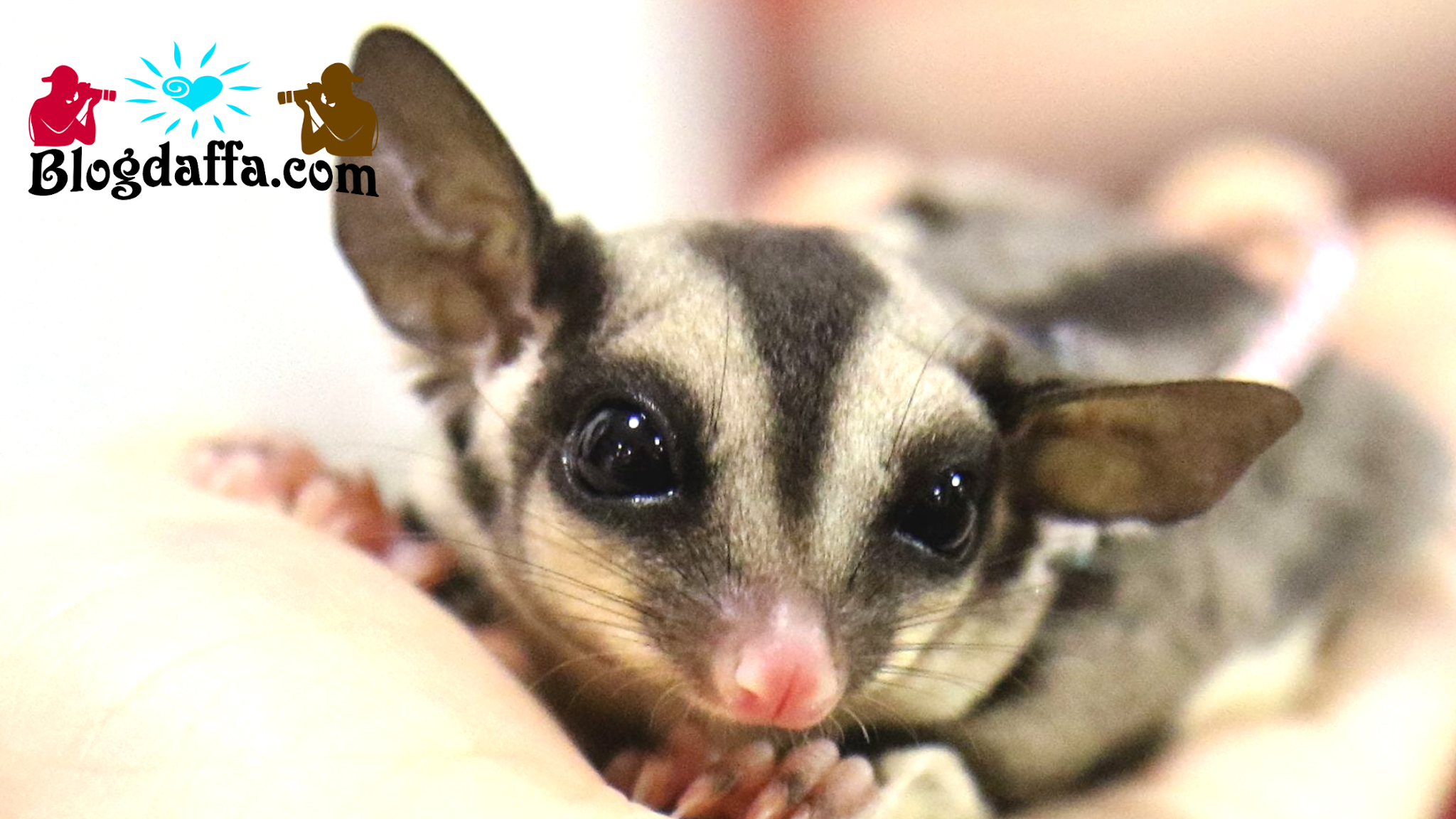 Detail Rumah Untuk Sugar Glider Nomer 26